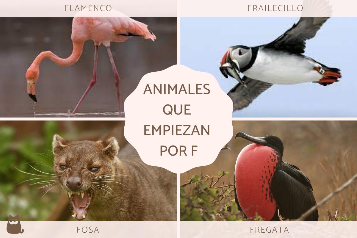 peixes com F