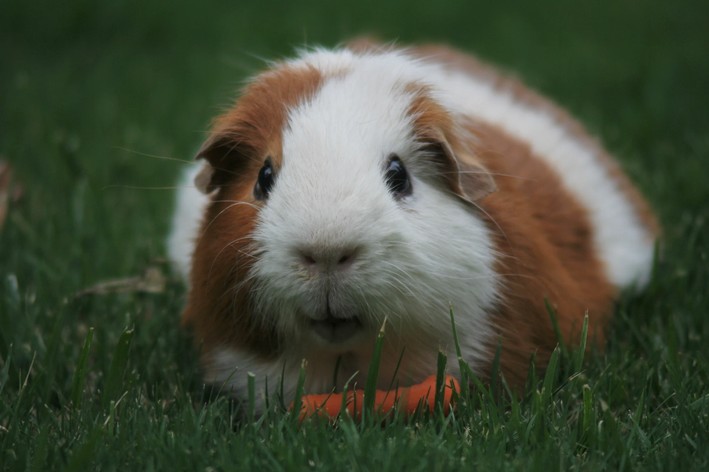 custo de animais de estimação exóticos em inglês