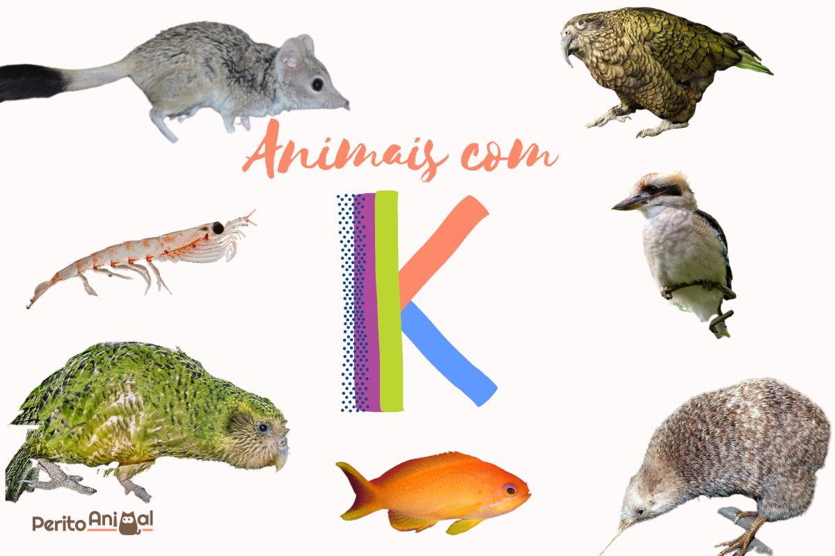 animais com k para adedonha
