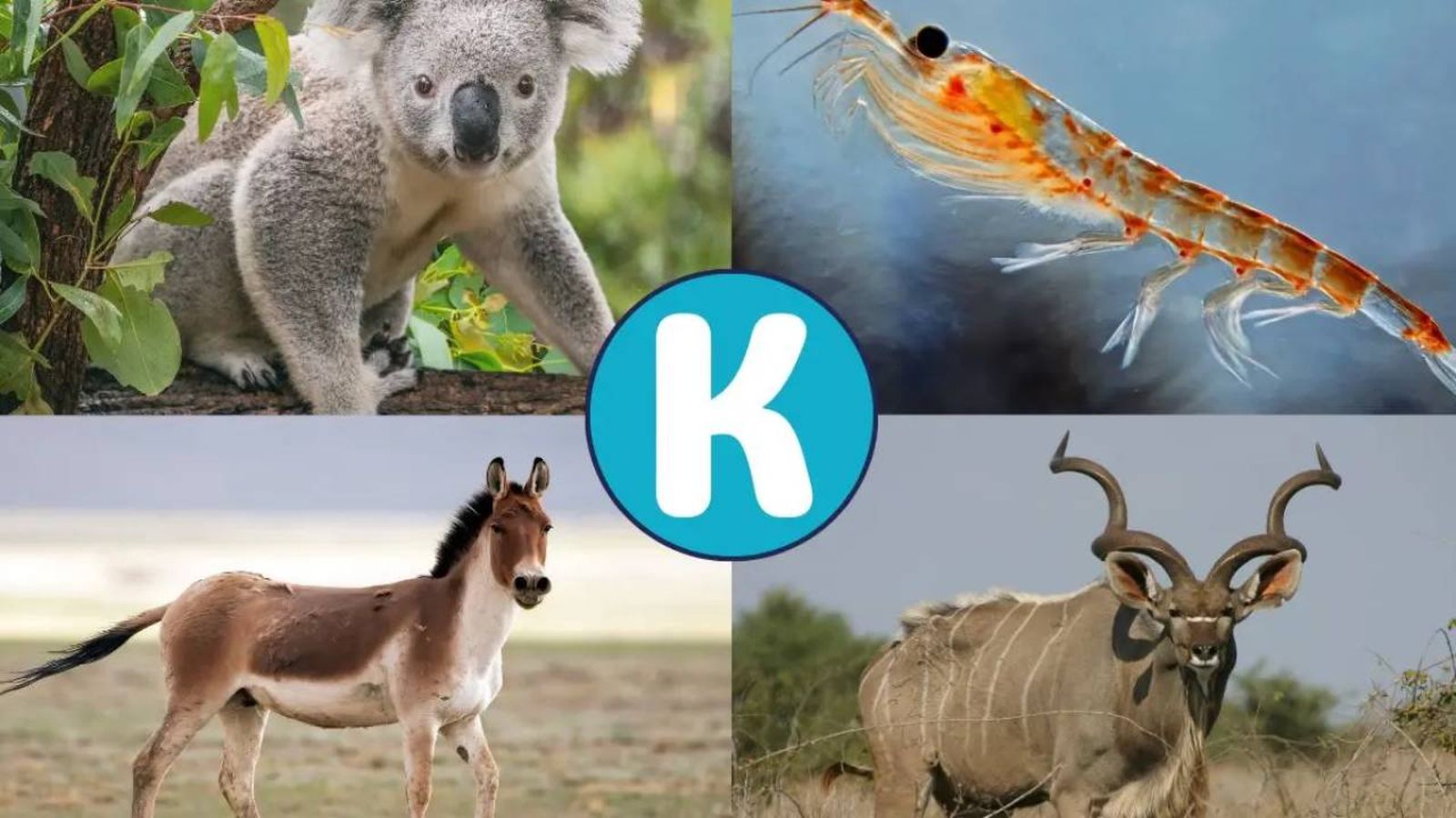 qual animal começa com k