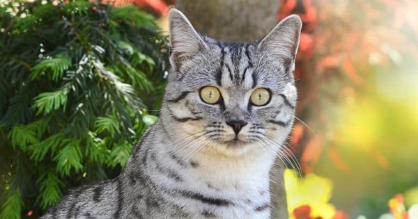 animais exóticos com k