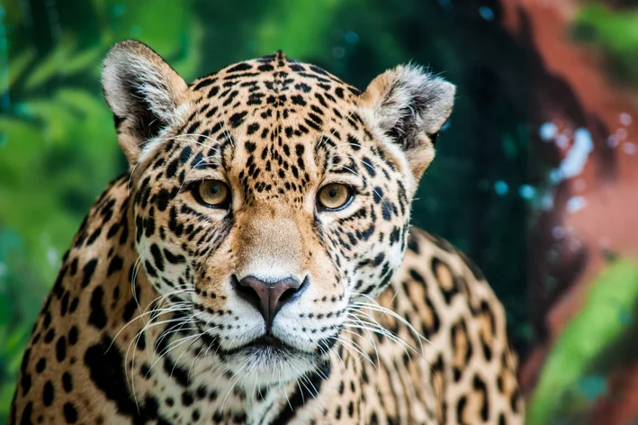 animais que começam com a letra o para stop
