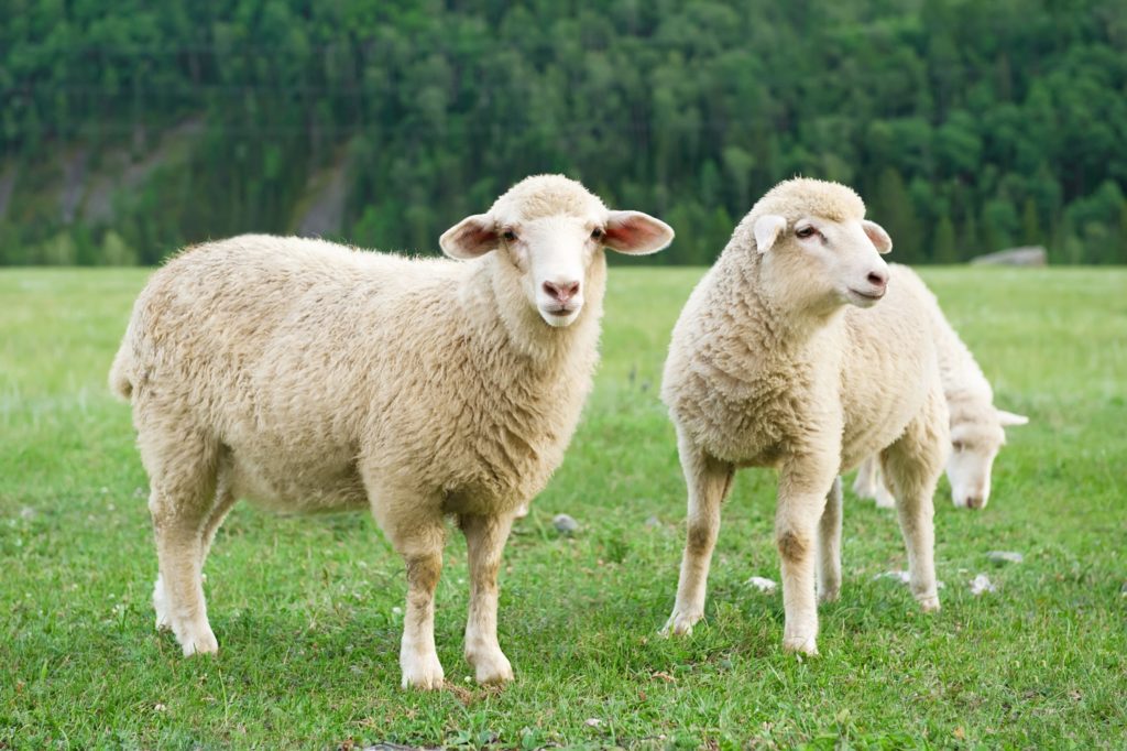 lista de animais com a letra o para adedonha