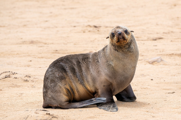 animais aquáticos com a letra o