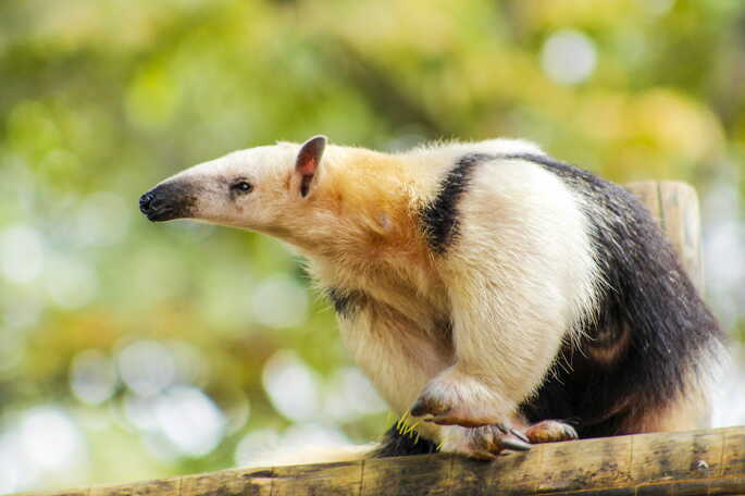 nomes de animais com O