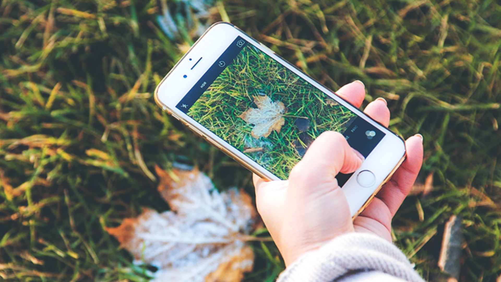 aplicativos de jardinagem para iniciantes