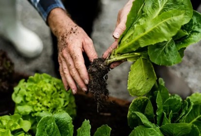 organizador de jardim app