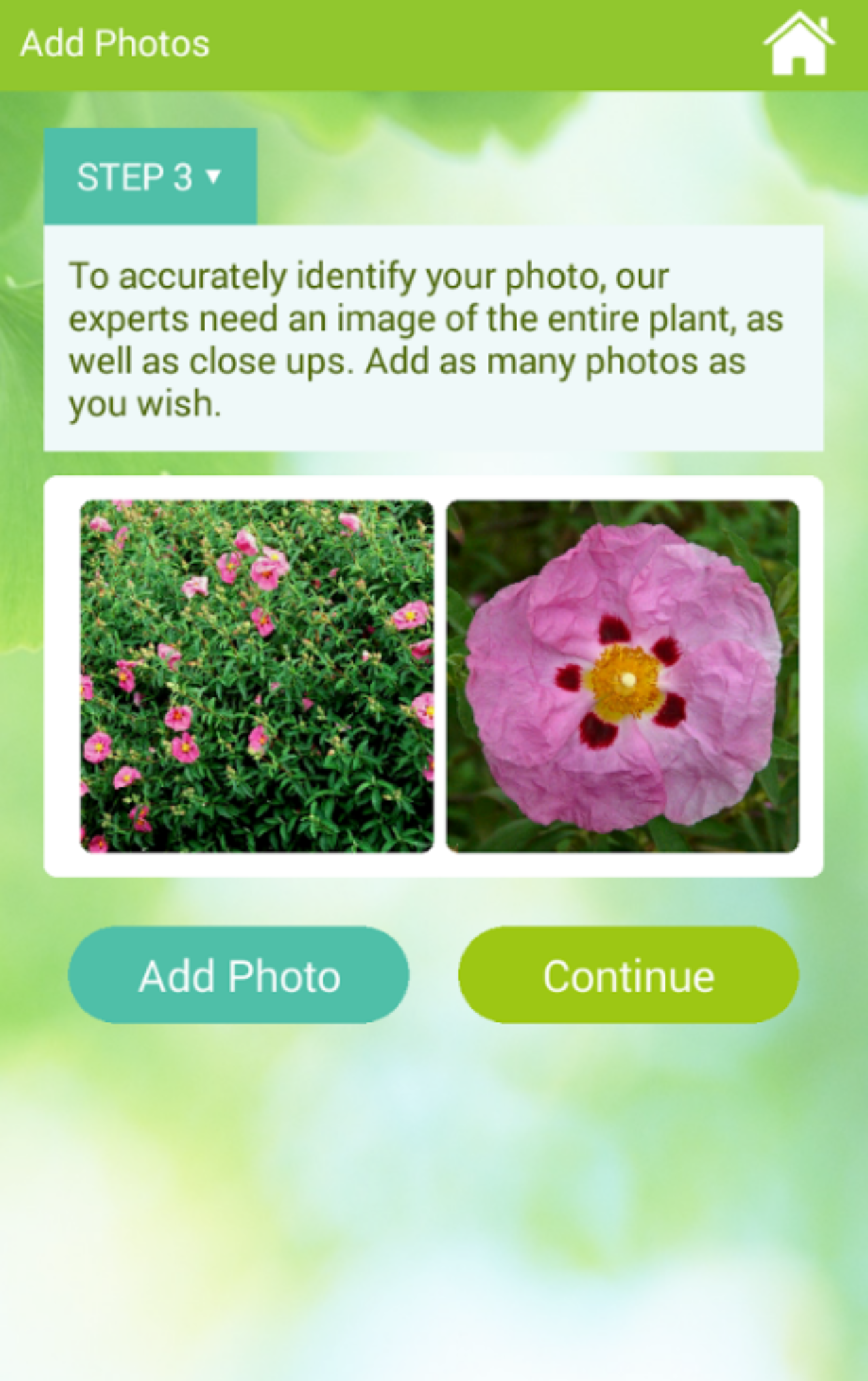 diagnostico de doenças em plantas app