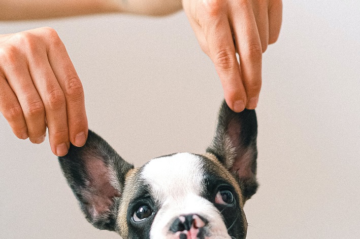 audição canina vs humana