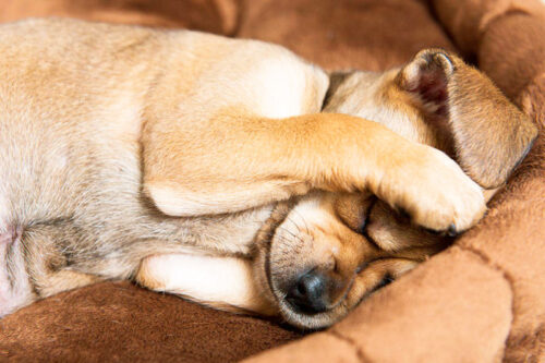 capacidade auditiva de cães
