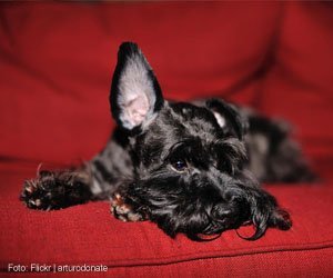 audição canina vs humana