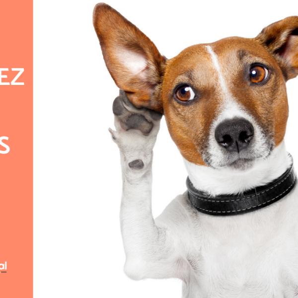 capacidade auditiva de cães