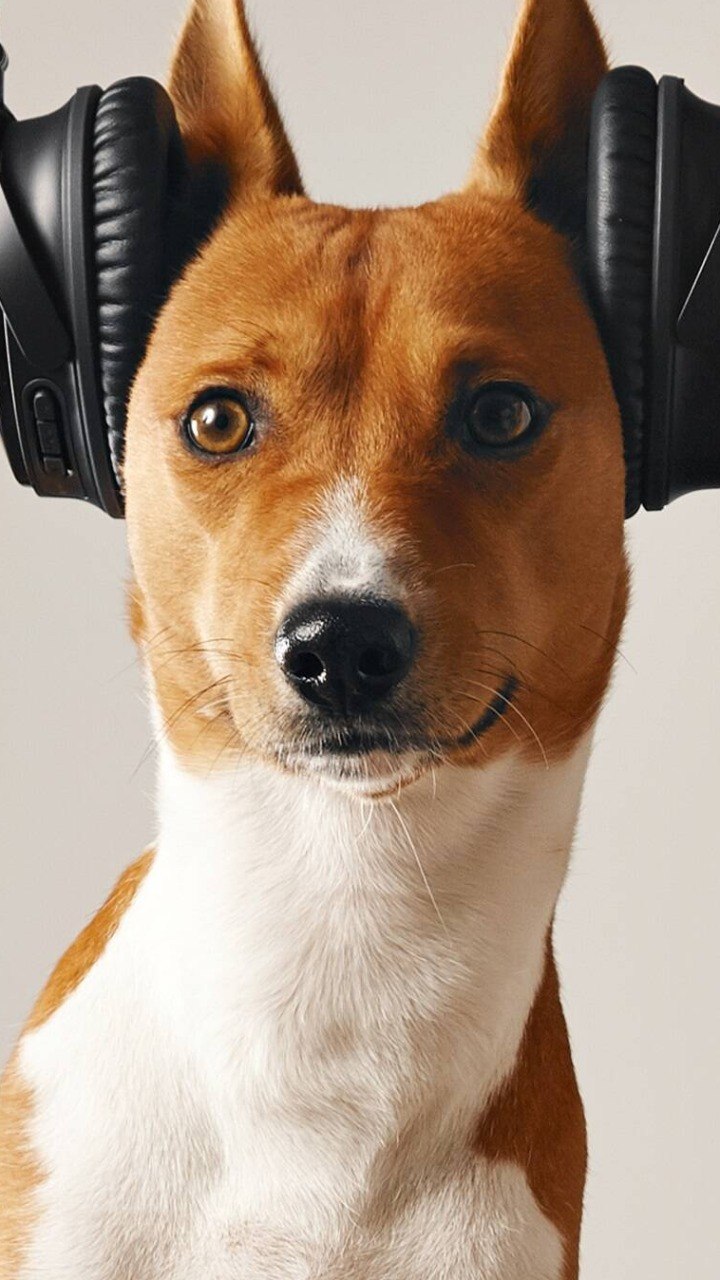 sons inaudíveis para humanos