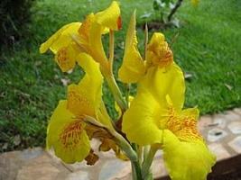 Bananeirinha De Jardim