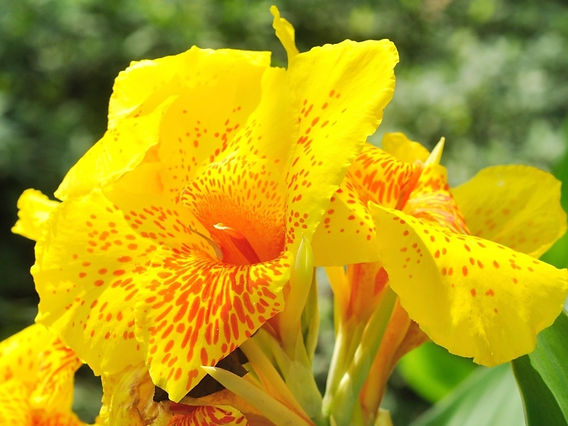 plantas ornamentais que parecem bananeiras