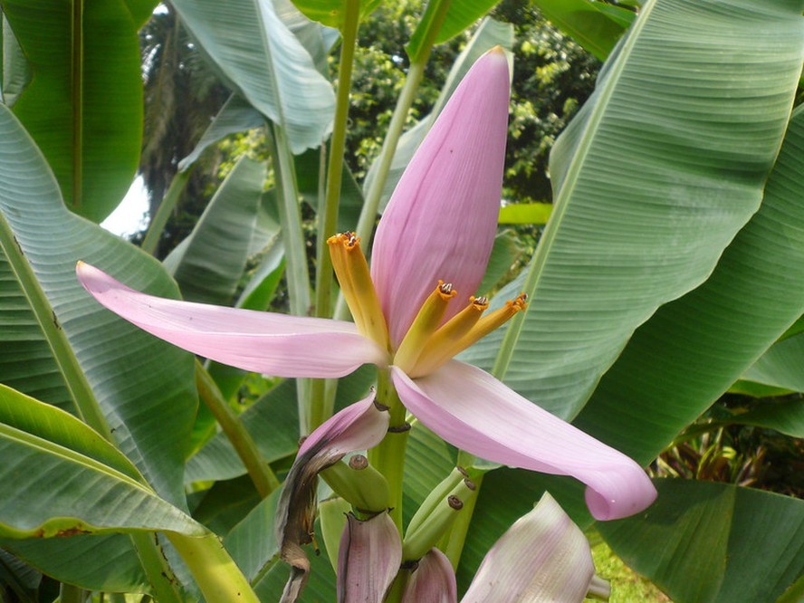 tipos de bananeirinha de jardim