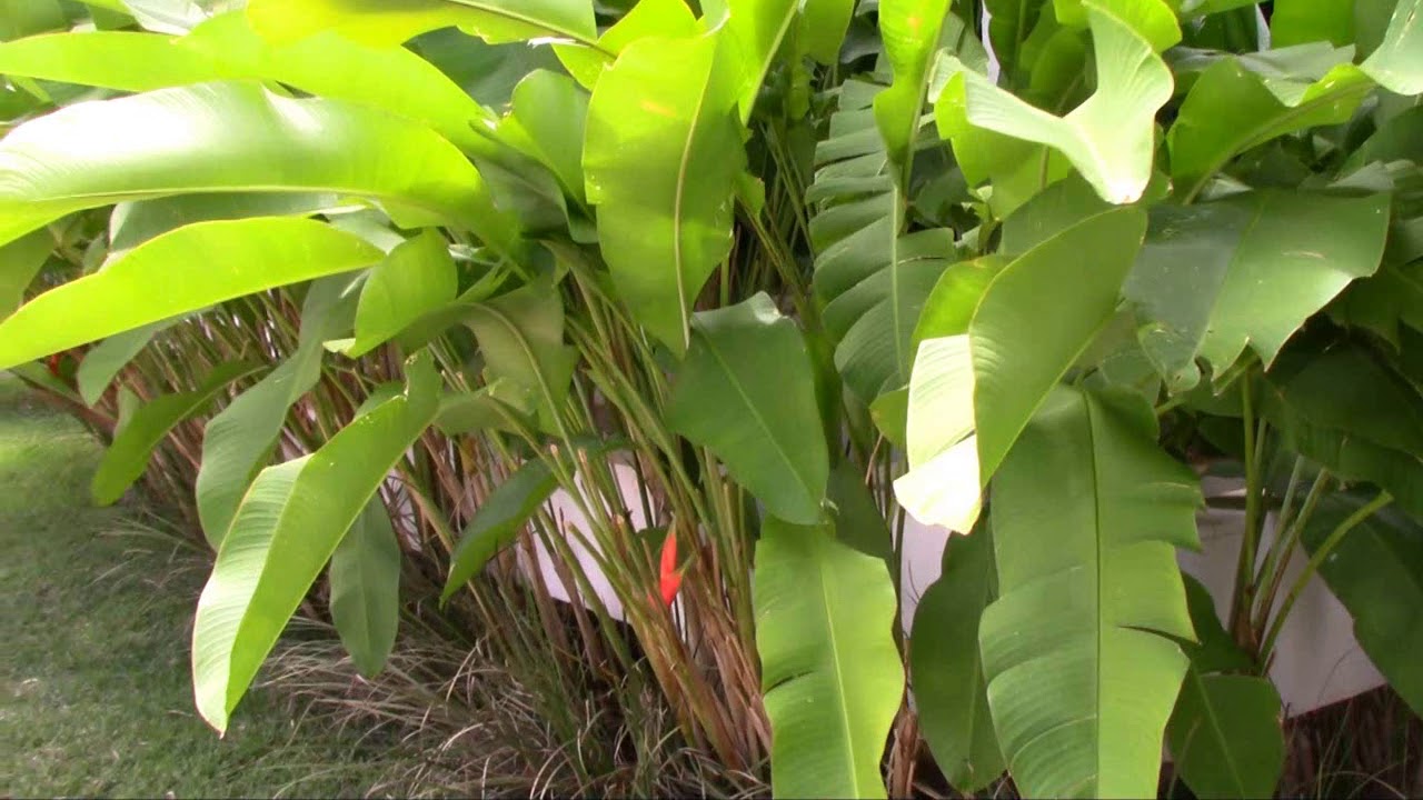 qual planta parece uma mini bananeira