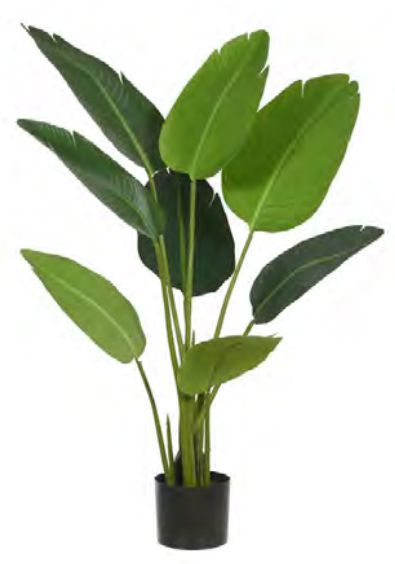 cultivo de helicônia no jardim