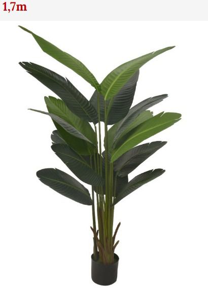 bananeira ornamental em vaso