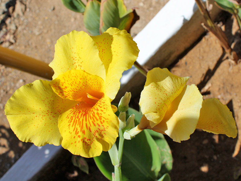 qual a diferença entre helicônia e canna indica