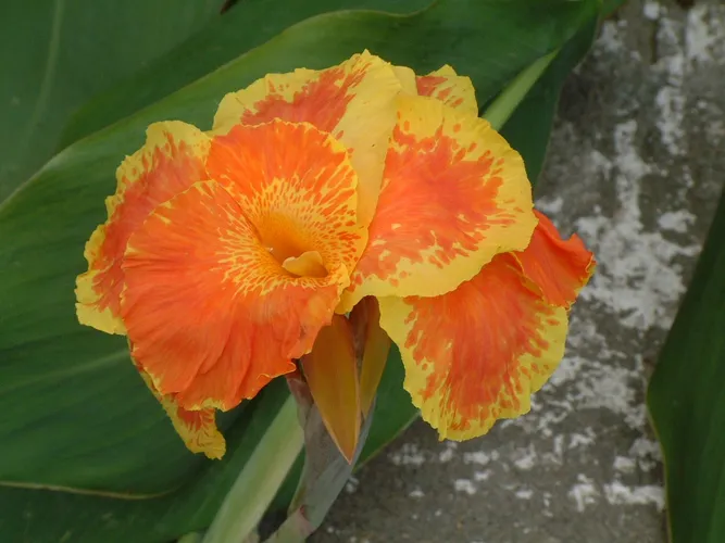 como cuidar de bananeirinha ornamental