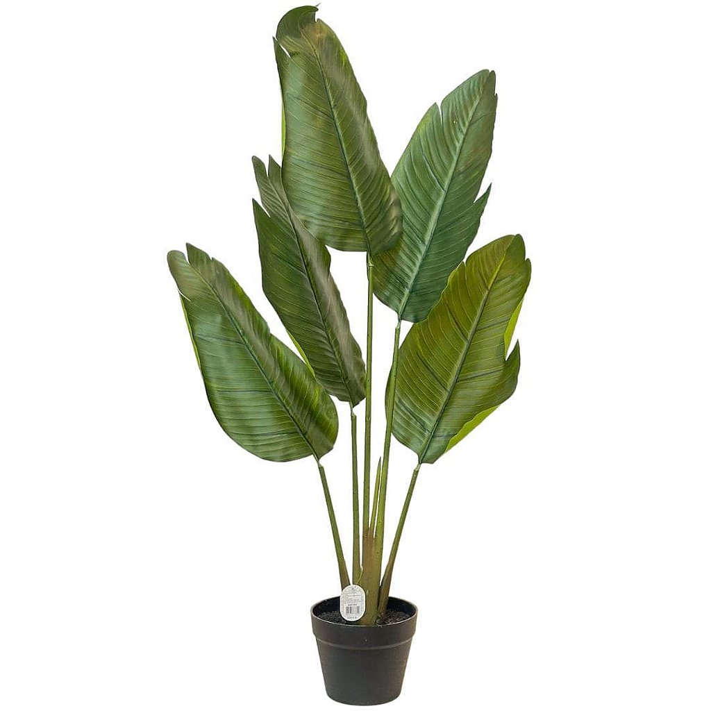 cultivo de helicônia no jardim