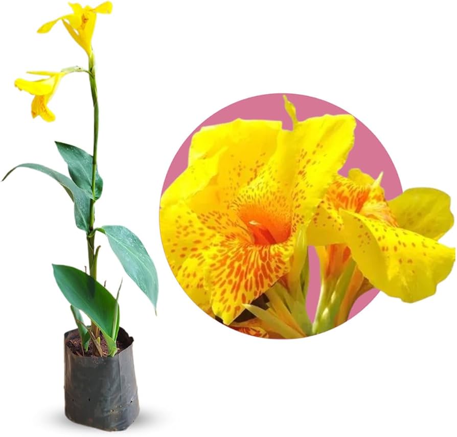 cultivo de helicônia no jardim