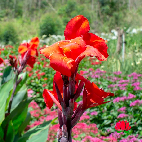 cana-da-índia para borda de lago
