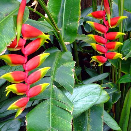 bananeira ornamental em vaso