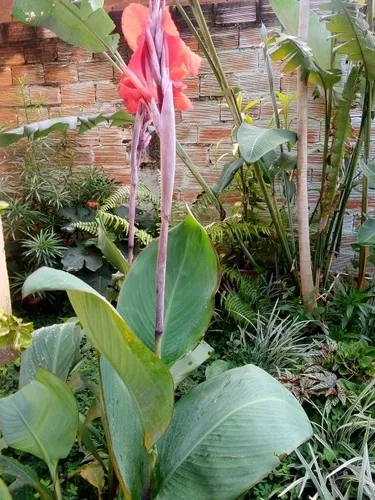 qual a diferença entre helicônia e canna indica