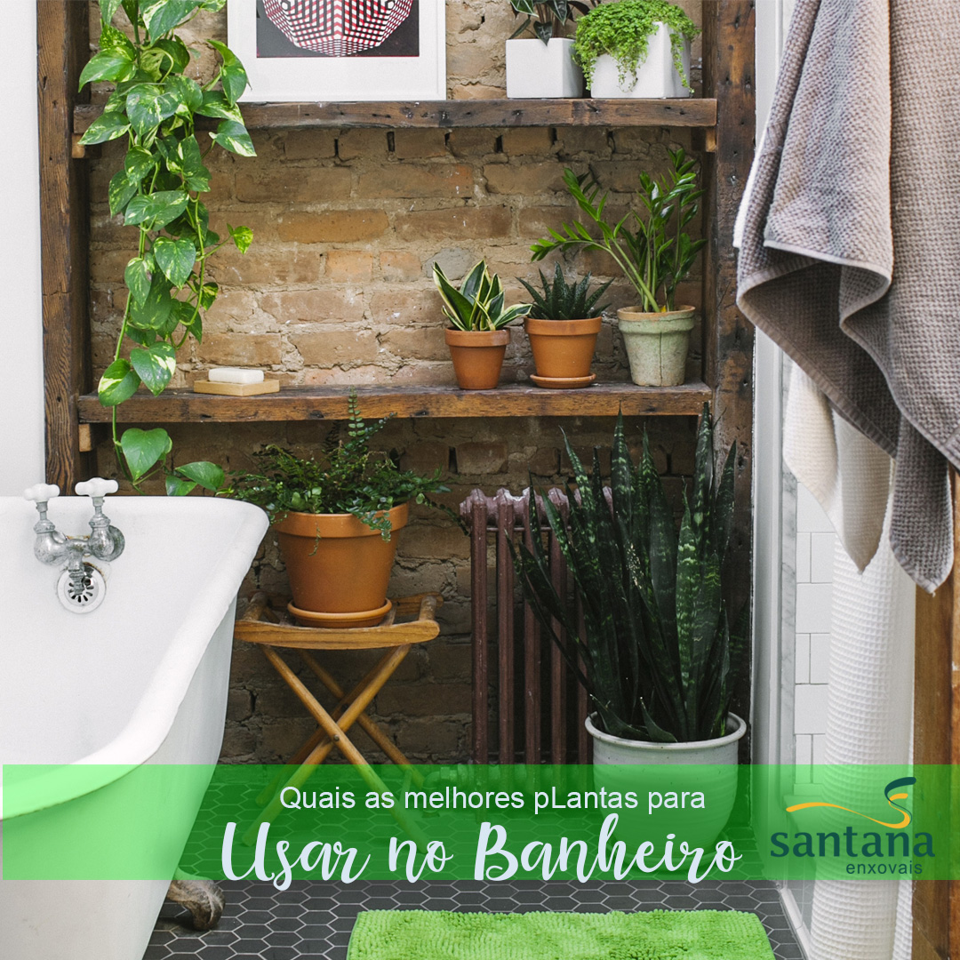 plantas pendentes para banheiro