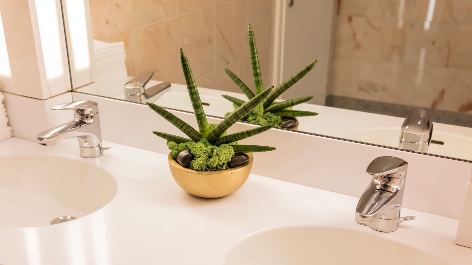 plantas que gostam de umidade