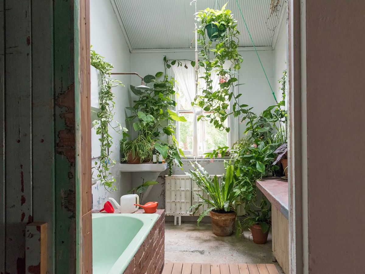 plantas pendentes para banheiro