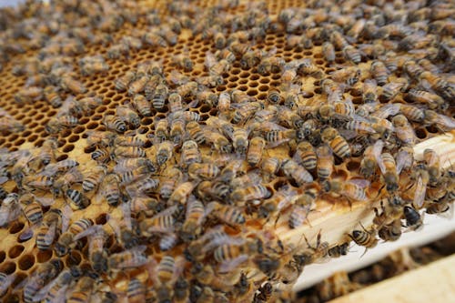 Dicas de aplicação da Base Facial HD para pele oleosa