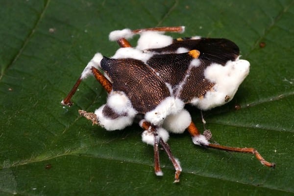 fungo controle de pragas agrícolas