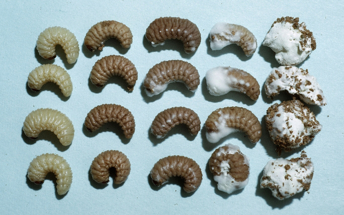 Beauveria bassiana como pesticida biológico