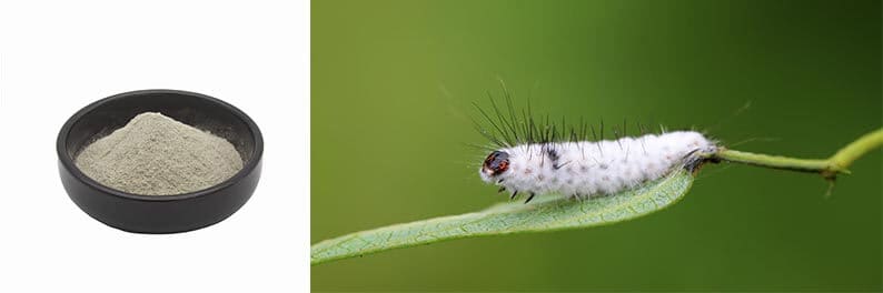 Beauveria bassiana como pesticida biológico