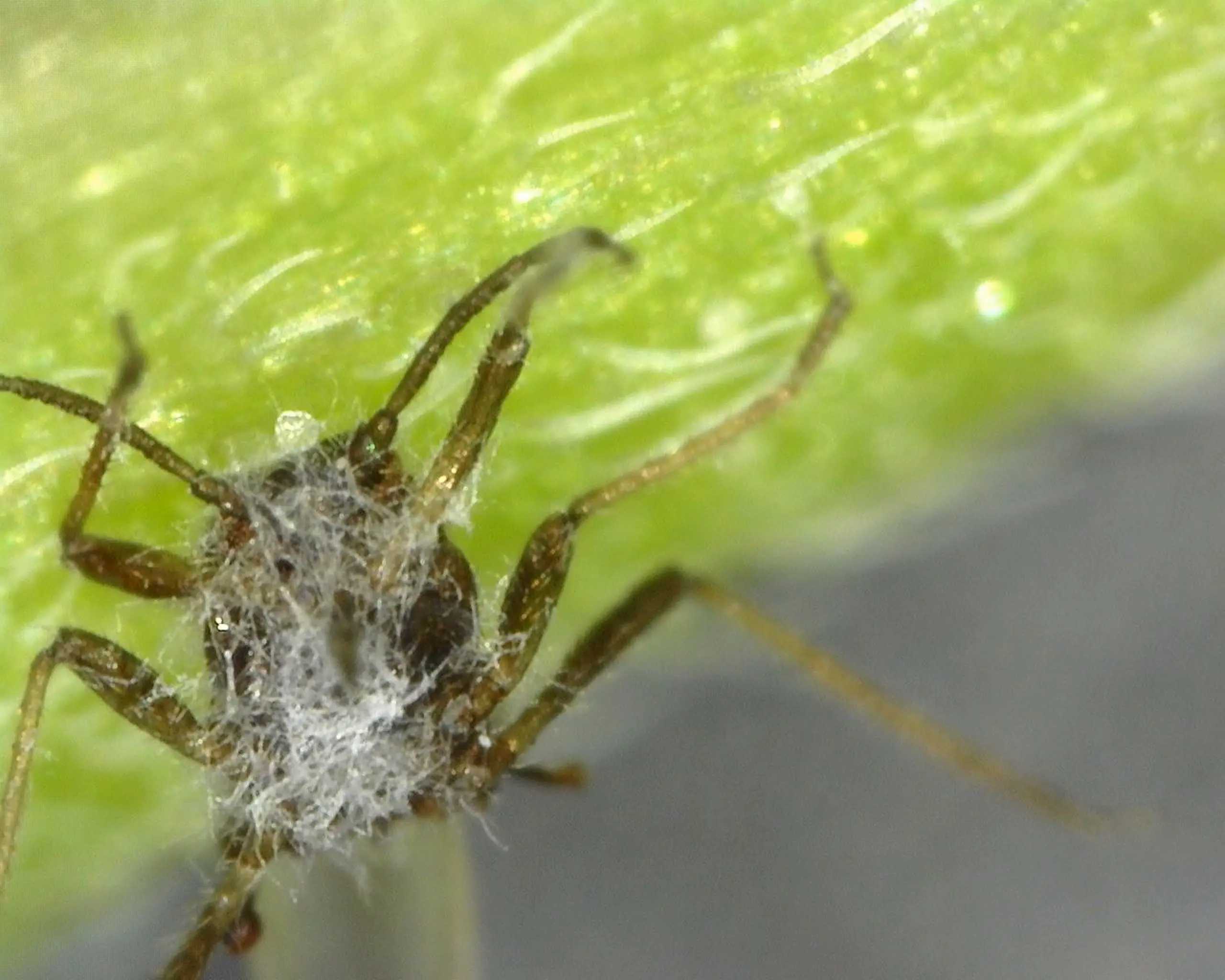 fungo controle de pragas agrícolas