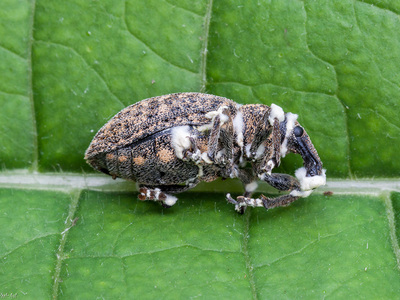 Beauveria bassiana como pesticida biológico