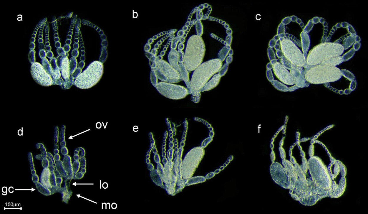 como aplicar Beauveria bassiana