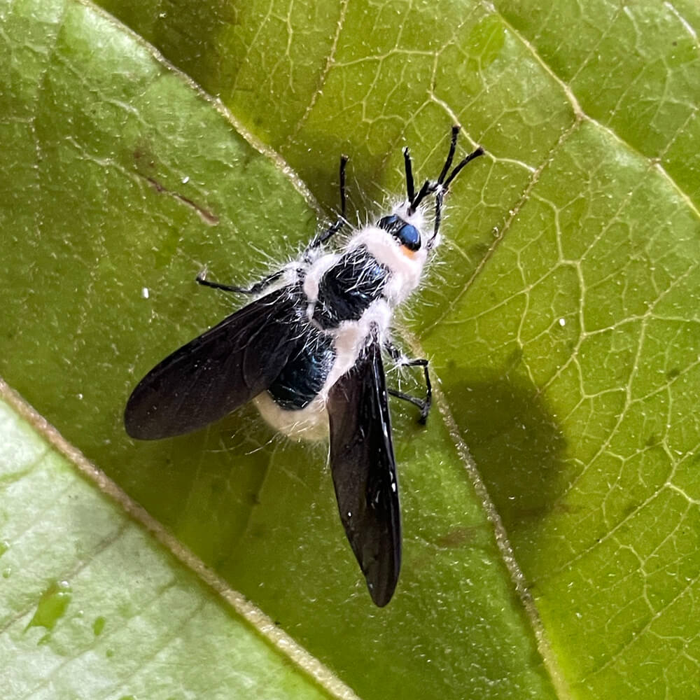 como aplicar Beauveria bassiana