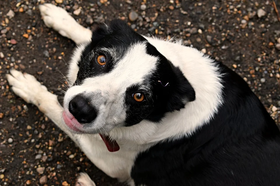 onde ver o filme do cachorro Beethoven