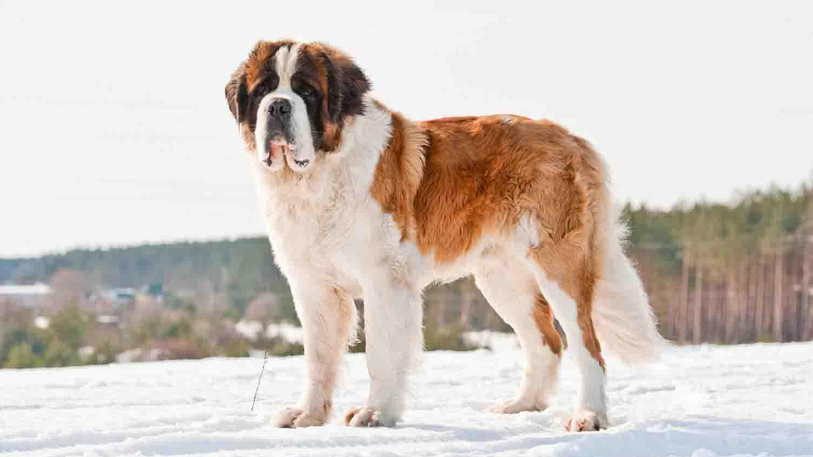 onde ver o filme do cachorro Beethoven