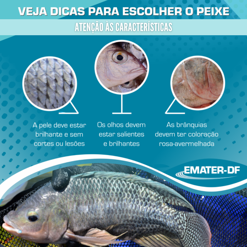 Os melhores métodos de cozimento para peixe: vapor