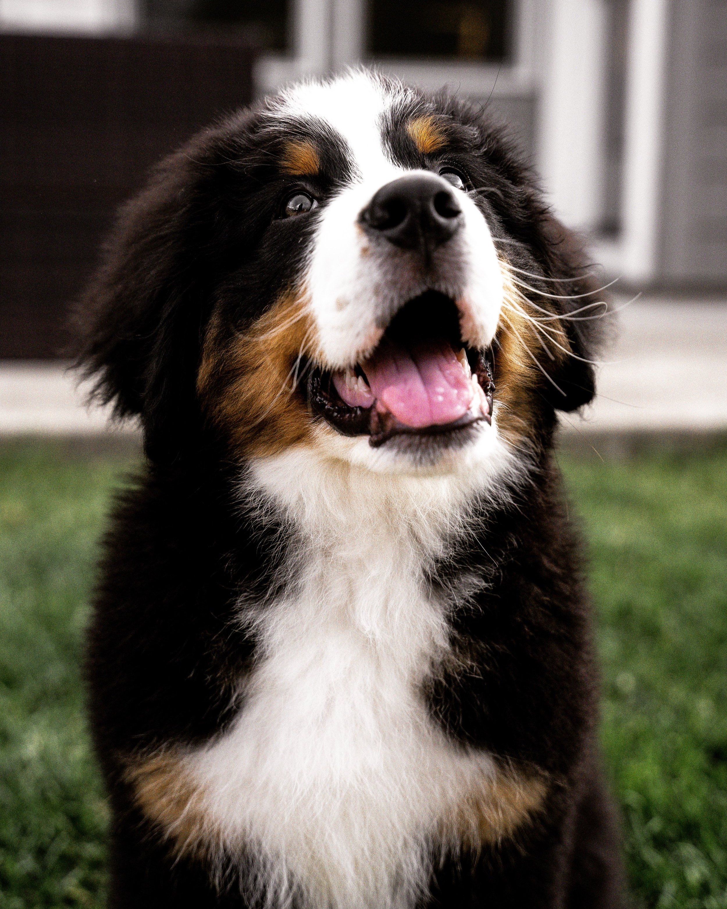 As principais doenças do Bernese Mountain Dog e como preveni-las