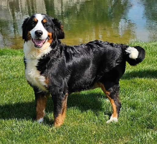 Como cuidar de um Bernese no calor brasileiro