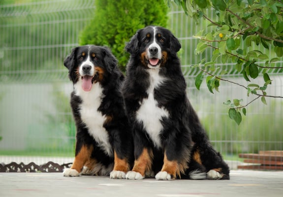 As principais doenças do Bernese Mountain Dog e como preveni-las