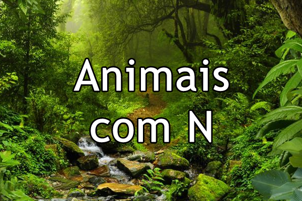 bichos com a letra N