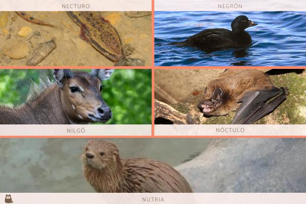 qual animal começa com N