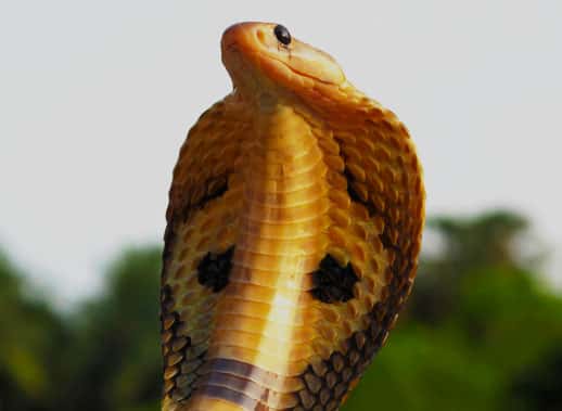 qual animal começa com N